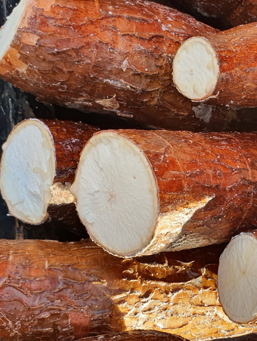YUCA